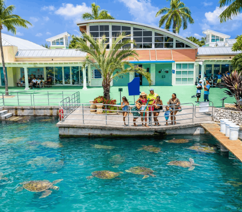 Cayman Turtle Centre